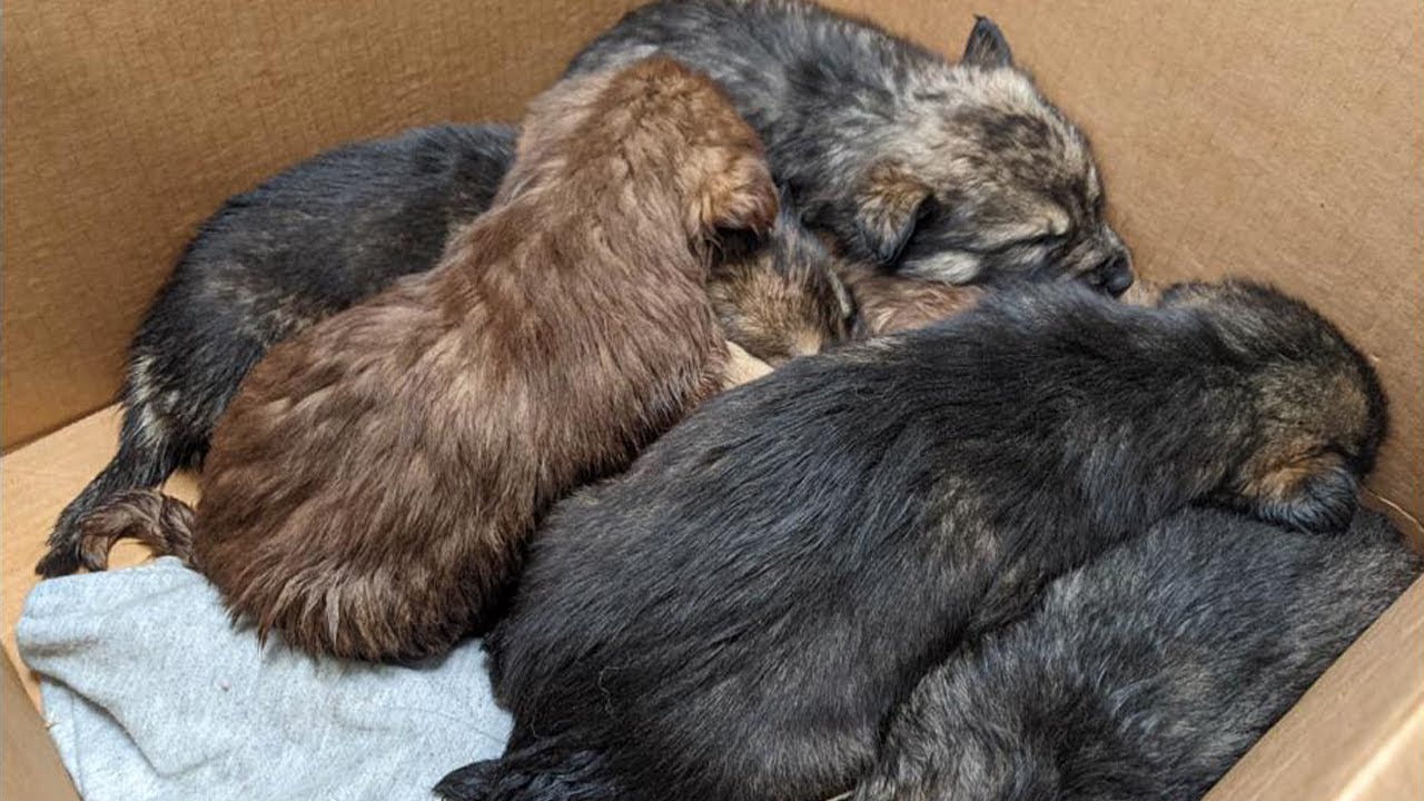 6-abandoned-puppies-get-wet-cry-constantly-because-of-hunger-and-cold