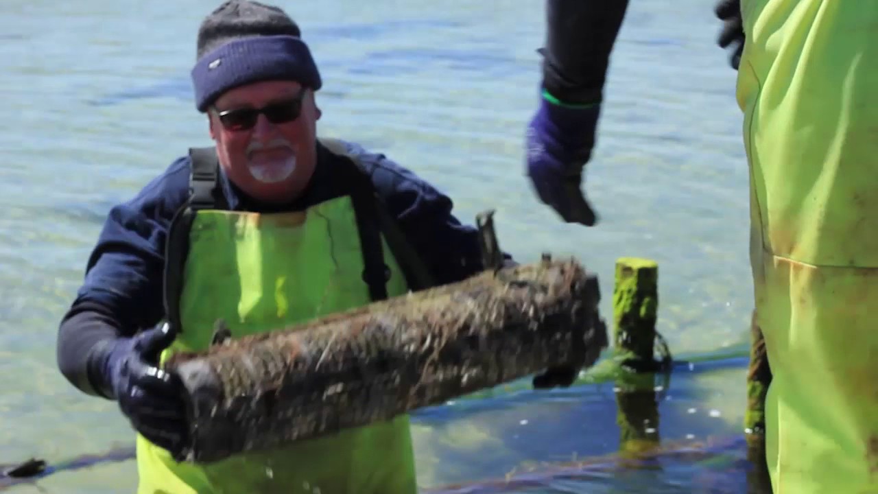 Marion Bay Oyster Farm