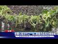 布袋蓮攻陷蚵棚!上百公頃遭覆蓋　生蠔恐斷貨危機｜TVBS新聞 @TVBSNEWS01