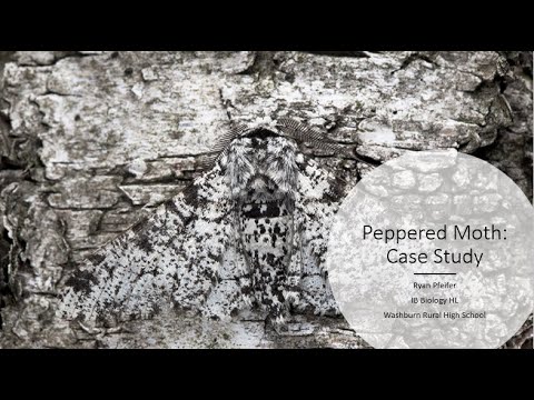 Videó: Hogyan példázza a borsos lepkék a természetes szelekciót?