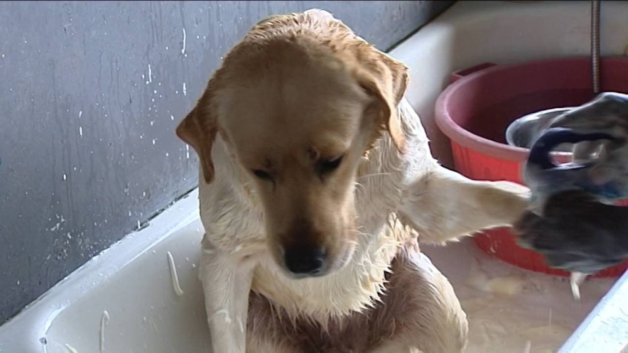 Imbwa zisaka ibisasu mu RWANDA