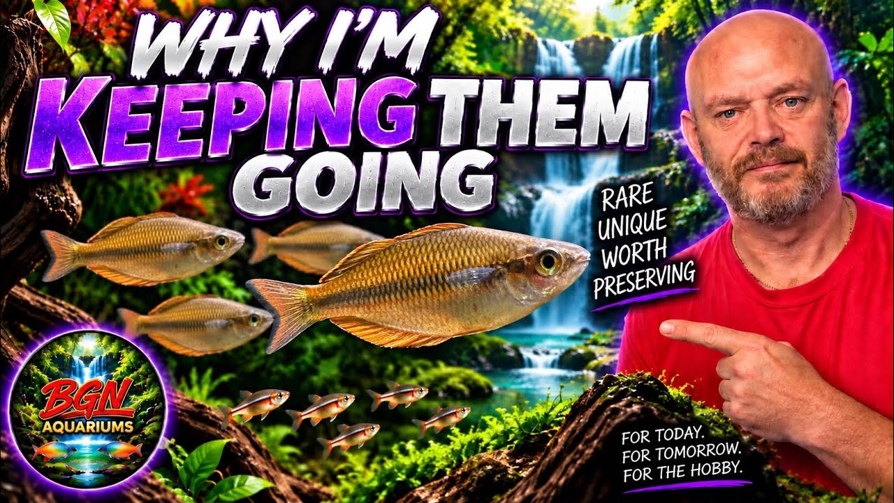 Why Im Keeping This Rainbowfish Going