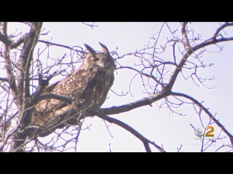 Owl escapes habitat at Central Park Zoo