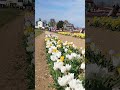 tulipani da giardino#shortvideo