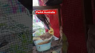 falk Australia #bird #birds #mangkicauoffecial #parrot