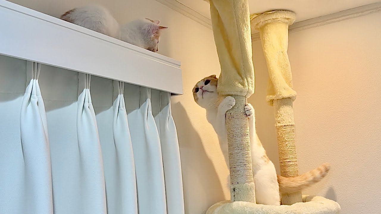 カーテンレールに飛び乗って降りられなくなった子猫を見つけた先輩猫の