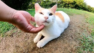 背中に日の丸模様がある可愛らしい茶シロ猫
