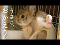 おかえりうさこ!うさぎの避妊手術は無事に成功しました!No.195
