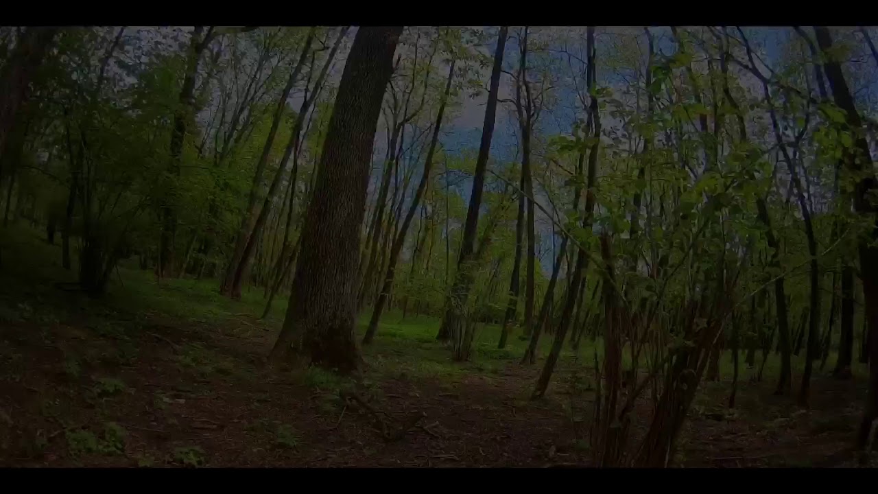 WhoopHD - Playing with a tree