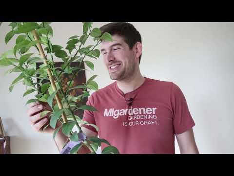 ვიდეო: ციტრუსის შიდა მცენარეები: სახეობები, კულტივირებისა და მოვლის თავისებურებები