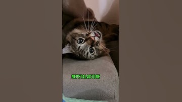 Why Do Cats Love Catnip? The Science Behind Feline Fascination. #casualfacts #catlover #catshorts