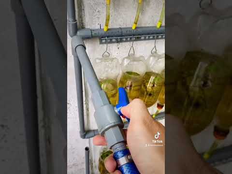 Video Thay nước hệ thống nuôi cá betta siêu nhanh - youtube