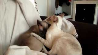 Blue point & Chocolate tabby siamese cats
