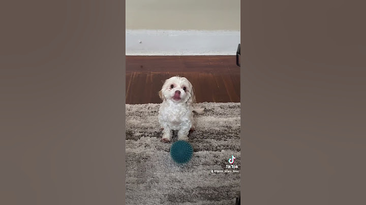 Skinwalker dog transforms in front of me