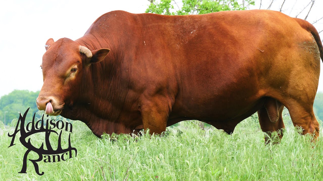 МАШОНА БУЛЛЗ ВЕРНУЛИСЬ!