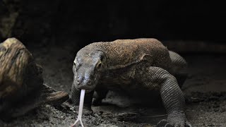 One of the most dangerous reptiles in the world, the Komodo dragon