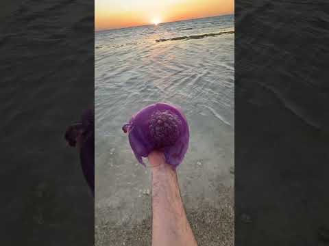 قنديل البحر يجيبلك حكه اكسبلور الحذر واجب سباحة تايم مخلوقات البحر مع ابونايف