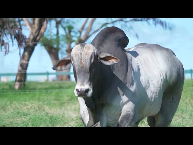 Lote 02   Leilão Nelore DP