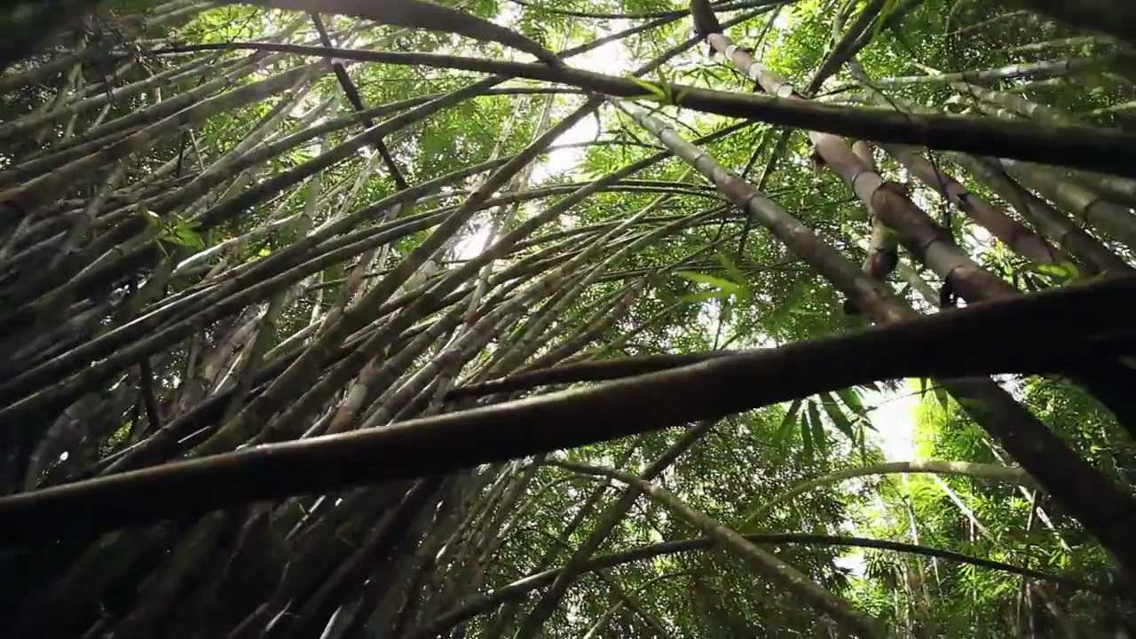 Tours and Activities near Turrialba and Irazu Volcano Costa Rica