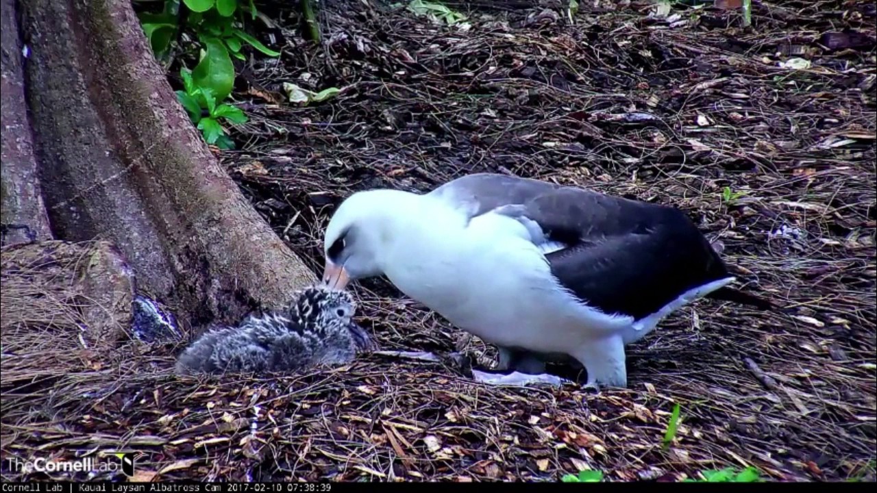 2017 Albatross Cam - 2/10 - Mahealani Steps Away from the Nest