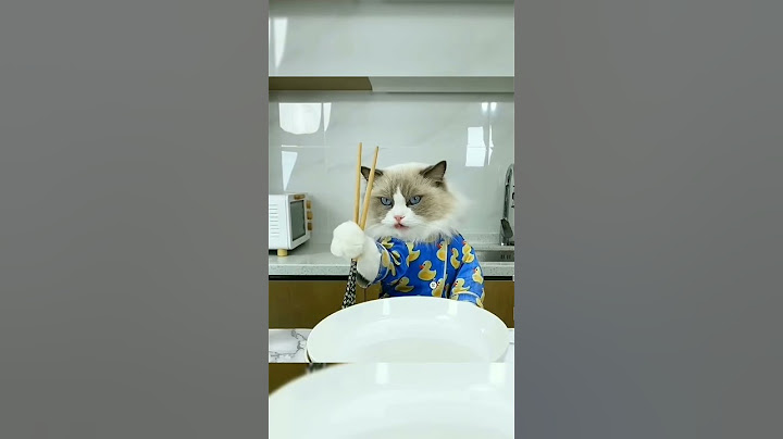 Puff's frowning over his pasta #cat #kachip #cute