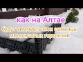Как на Алтае будут зимовать мои саженцы метельчатых гортензий #алтай#саженцы#гортензия