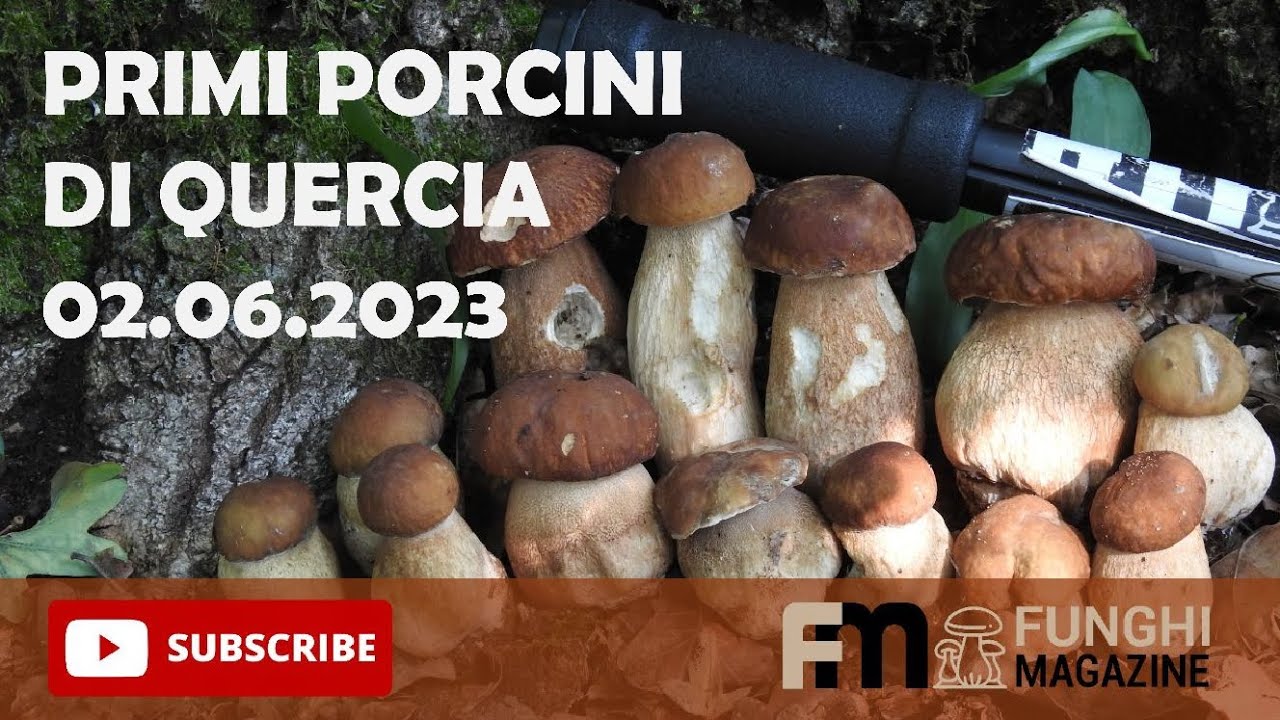 FUNGAIA DI PORCINI ESTIVI IN BOSCO DI QUERCIA 🍄🌳 YouTube