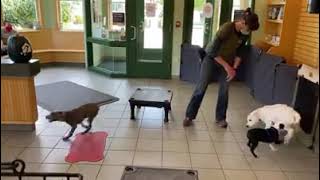 Milford Veterinary Hospital