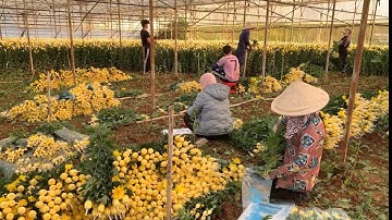 Thu hoạch HOA CÚC LƯỚI Đà Lạt, cử hoa rằm cuối cùng của năm.