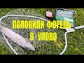 Половили форель в Улово