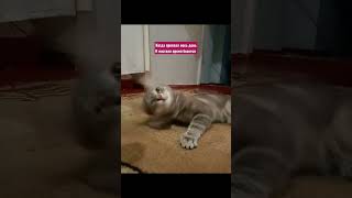 #Shortscats #Cat #Приколы #Юмор #Ржачныевидео #Tiktok #Смех_До_Слез