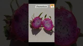 Chameleon Hs Dragon Fruit