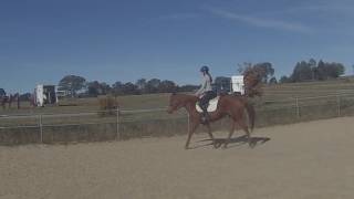 Scout & Irish Flatwork Training