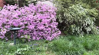 Spring has finally sprung in our garden🌹🌞💐🌺🌷🌼🌹🪴👩‍🌾 by A Southern Woman’s Lifestyle  54 views 1 month ago 57 seconds