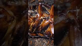 Fire Ants Feast (Part 1)