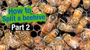 How to split a beehive, part 2