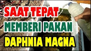 SAAT YANG TEPAT MEMBERI MAKAN DAPHNIA MAGNA ( KUTU AIR RAKSASA )