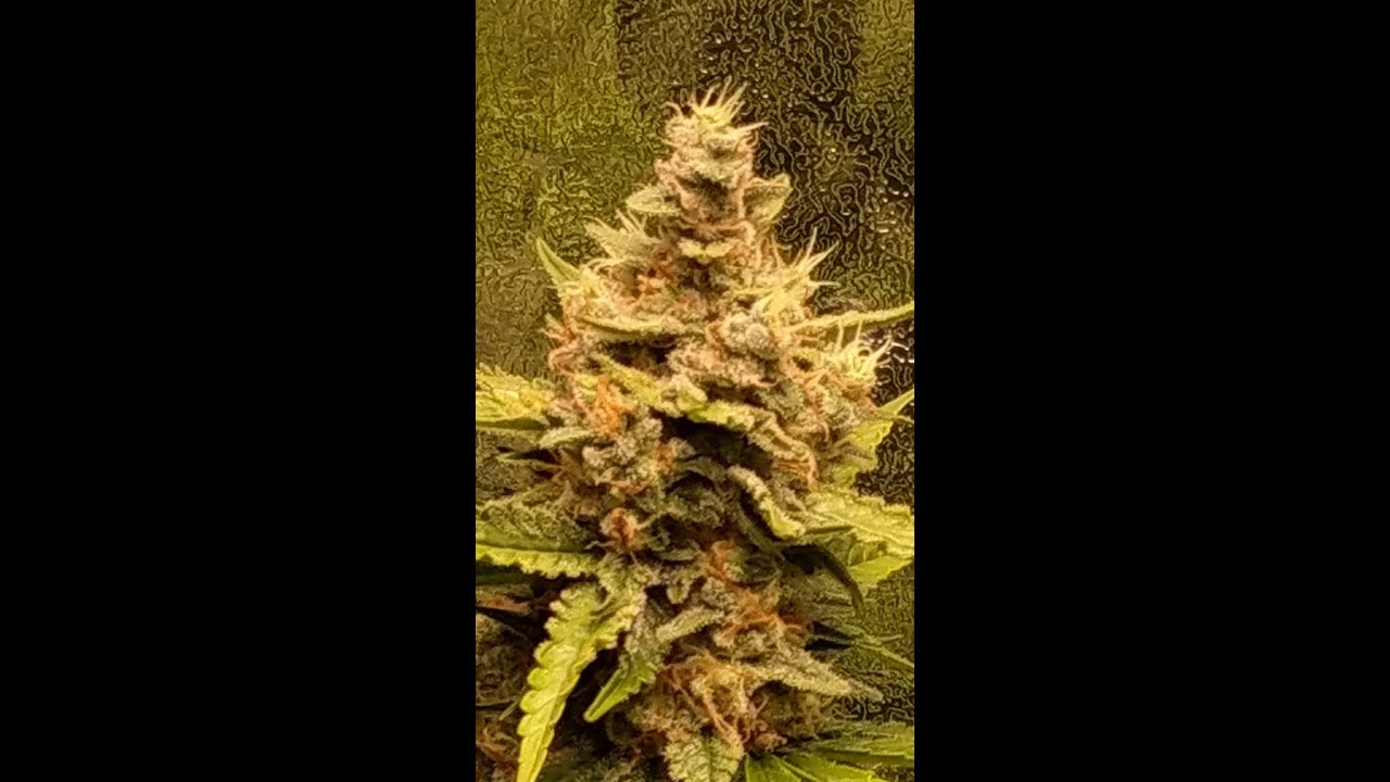 Auto Glueberry OG 64 days from seed Skyline 400 &600 mk2 led grow lights