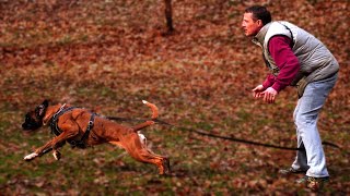 German Boxer Training  First Steps in Obedience
