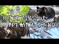 【ヒグマ】北海道で遭遇した野生動物たちをご紹介します【シマエナガ】等他たくさん