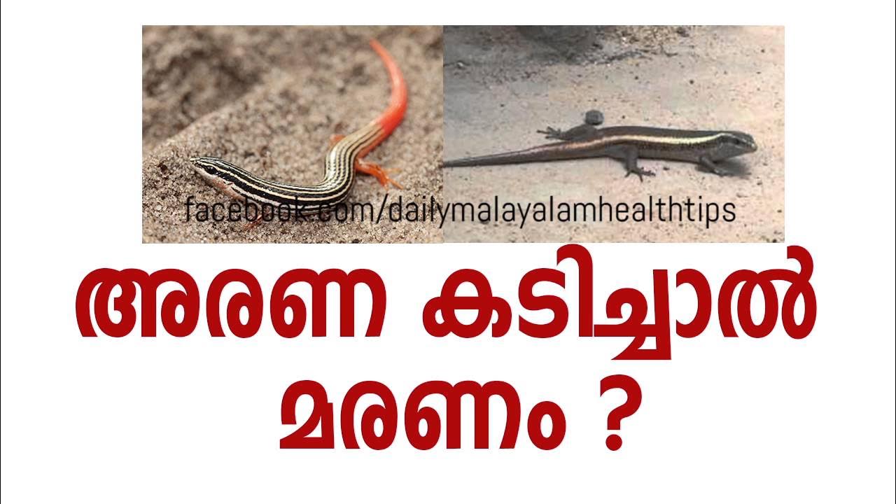 Arana Kadichal Maranam? ( അരണ കടിച്ചാല്‍ മരണം ?) Malayalam Health Tips