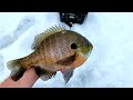 Super Late Ice Bluegills (Catch N Cook The Best Way)