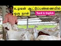 உழவன் ஆட்டுப்பண்ணையில் ஒரு நாள் | Uzhavan Goat Farm | Successful goat farm