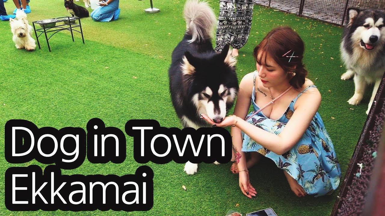 Dog in Town Ekkamai cafe Living in Bangkok, Thailand 2019 YouTube