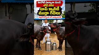 ఈరోజే హర్యానా నుంచి లోడ్ దిగిన క్వాలిటీ ముర్రా గేదెలు పెద్దగోల్కొండ లో అమ్మకానికి | Murrah Buffaloes
