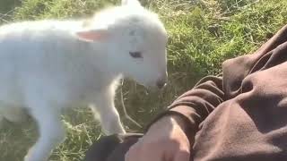 Cute baby lamb | need attention