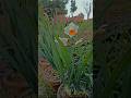How To Daffodil Flower So Beautiful Plant Gulzar E Madina Nursery From Shakarghar To Kotli Syadan How To Daffodil Flower So Beautiful Plant Gulzar E Madina Nursery From Shakarghar To Kotli Syadan