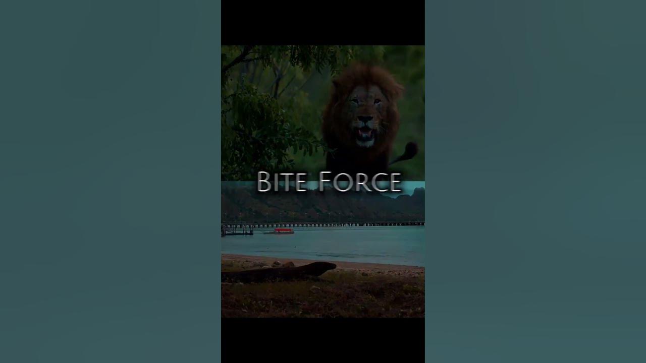 Lion Vs Komodo Dragon #komodo #lion #wildanimals - YouTube