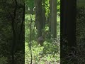 #Deer