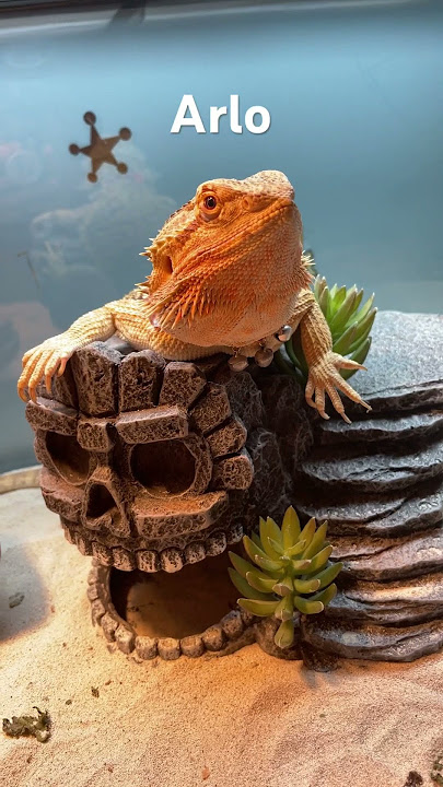 Pet check! #cute #pets #shorts